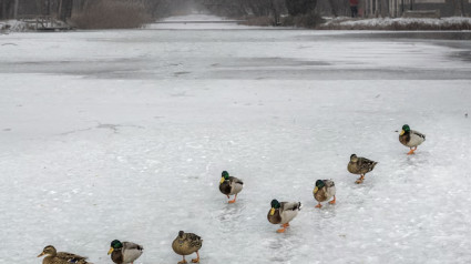 Patos en el hielo