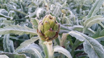 Alcachofa con restos de escarcha tras una helada