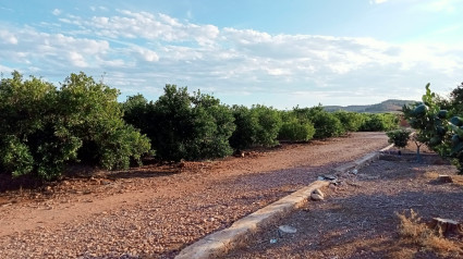 La Unió Llauradora rechaza la eliminación de suelo agrícola en Castellón para instalar una planta fotovoltaica