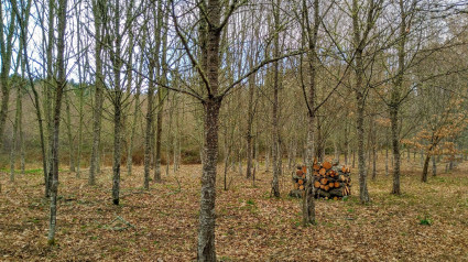 Bosque de frondosas