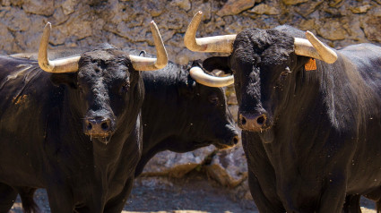 Vox lleva al parlamento una iniciativa para acercar las tradiciones del medio rural a los colegios