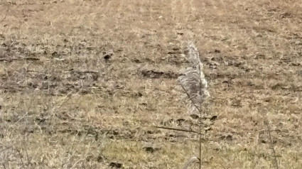 Imagen de uno de los campos afectados por el hielo