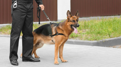 Perro Policía Guardia Civil