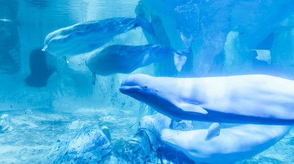 Las cuatro belugas del Oceanogràfic juntas