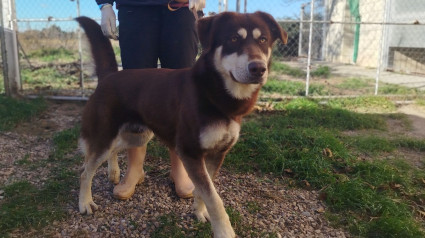 Everest es uno de los perros que se pueden adoptar.