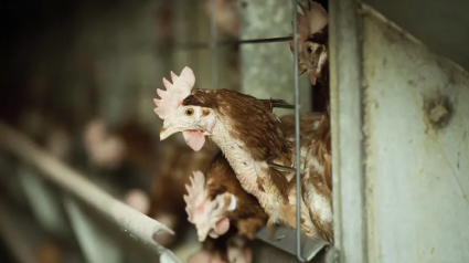 Gallinas en una granja