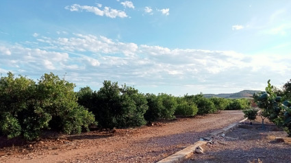 Campo de naranjos en la Plana Baixa