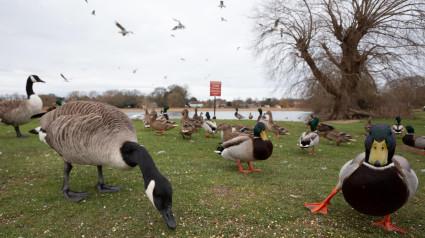 Los patos son una de las especies afectadas por la gripe aviar