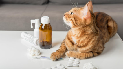 Un gato junto a medicamentos para animales