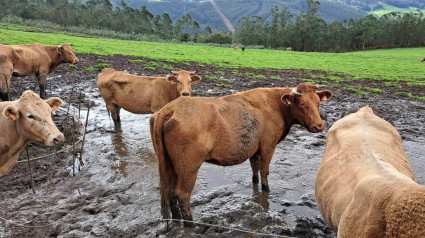 Las vacas en el prado lleno de lama, según denuncia José Antonio