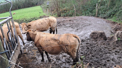 Las vacas en el prado en el que habitualmente están