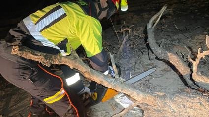 Personal de emergencias retira un árbol caído por el viento en Lorca