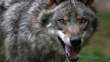 El lobo ataca en la sierra de Madrid