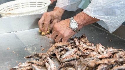 limpieza de anchoas.