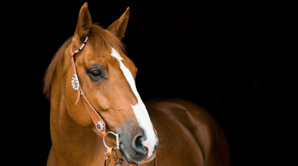 Foto de archivo de un caballo