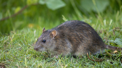 Plagas de ratas en Navarra