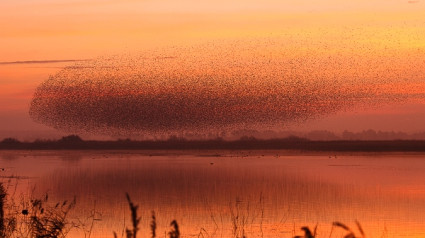 En Navarra hay un total de 23 humedales, el más espectacular, la Laguna de Pitillas