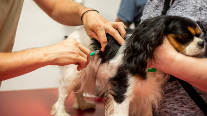 Mascota en el veterinario