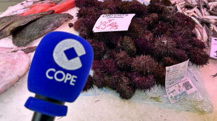 Los oricios asturianos vuelven a las pescaderías