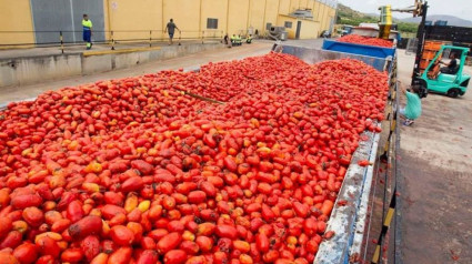 Tomate Extremadura