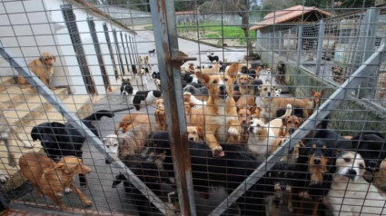 Perros en el refugio de A Madroa