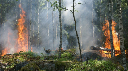 Incendio forestal