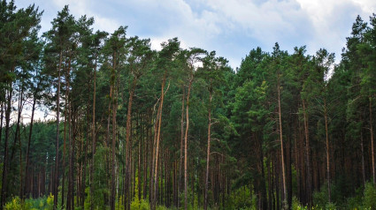 Galicia es una gran potencia forestal