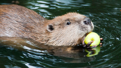 Un castor comiendo tranquilamente mientras nada