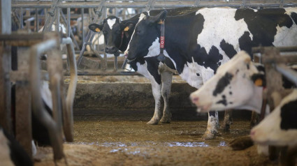 El precio de la leche cae un 10,4% en 2024