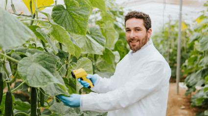 Agustín Rivero, responsable de Desarrollo de pepino en Hazera España.