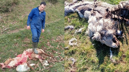 El lobo mata una veintena de ovejas a un ganadero de Pendes, en el último mes: "Es insostenible"