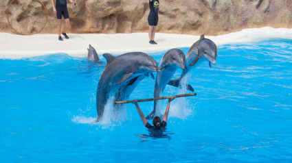 Espectáculo de delfines en el 'Loro Parque' de Tenerife