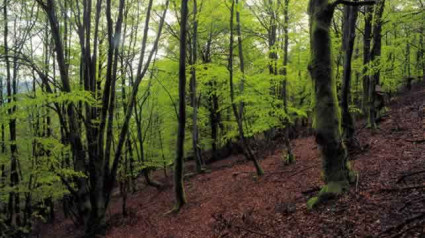 Bosque en Bizkaia