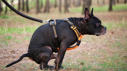 Un perro defecando en una zona verde