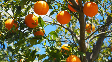 Naranjas