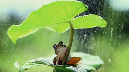 Rana verde guarecida de la lluvia bajo una hoja