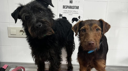 Cometa es una protectora que fomenta la adopción de perros