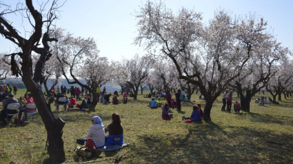 Uno de los atractivos de la caminata es contemplar la floración del almendro