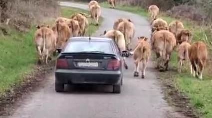 Llevando las vacas desde el coche