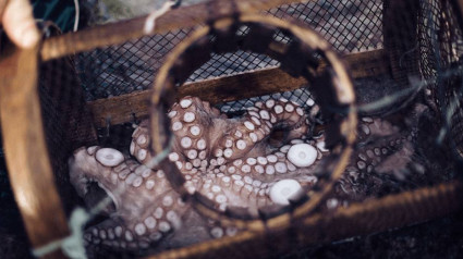 Un pulpo en una nasa después de ser pescado