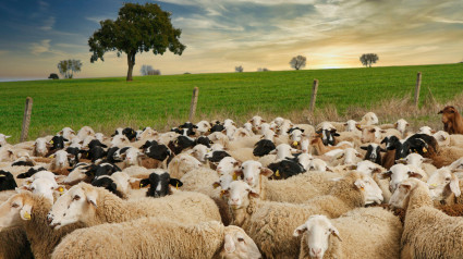 Rebaño de ovejas pastando en un campo de la provincia de Zamora cerca del pueblo de La Almendra