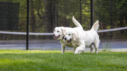 Dos perros jugando en una zona verde