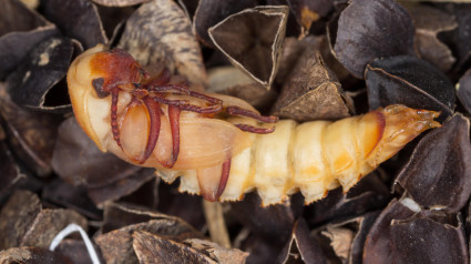 Pupa del gusano de la harina, Tenebrio molitor, una especie de escarabajo tenebroso que es una plaga de cereales y productos derivados, así como de productos domésticos, en el trigo sarraceno.