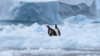 Cuatro simpáticos pingüinos papúa (Pygoscelis papua) sentados juntos sobre el hielo marino, Antártida. Imagen tomada en enero de 2014