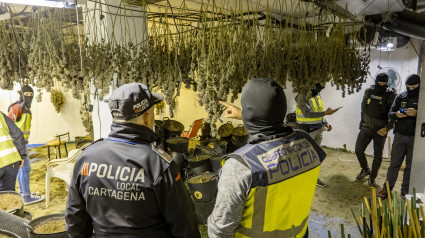 Policía Local, técnicos del Ayuntamiento de Cartagena y Policía Nacional trabajan conjuntamente para desmantelar seis plantaciones de marihuana