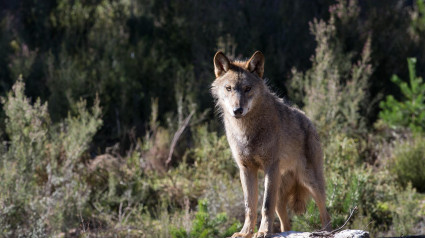 Imagen de archivo de un lobo ibérico en el Centro del Lobo Ibérico