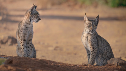 Extremadura es la tercera región con más linces ibéricos