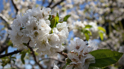 Fotografia macro de cerezos en flor en el Valle del Jerte, Caceres