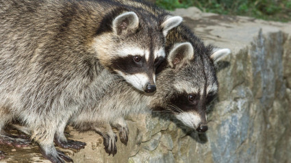 El mapache (Procyon lotor) fue introducido en Europa del Este desde América del Norte. Actualmente se ha extendido por casi toda Europa.