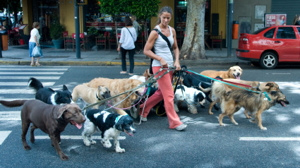 Paseando perros